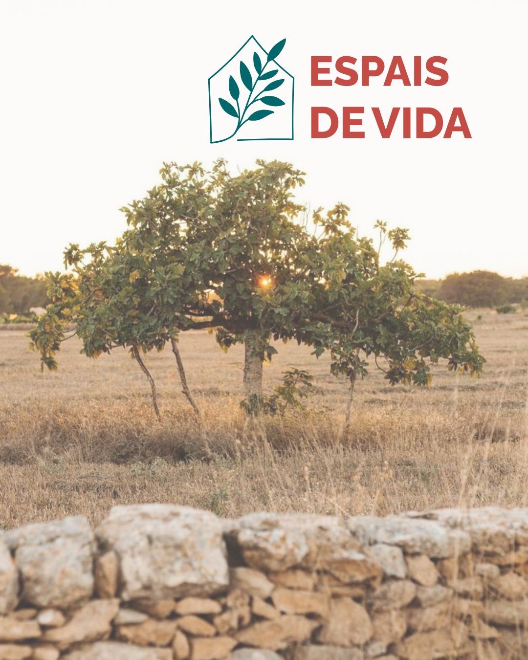 Logotipo de Espais de Vida sobre una higuera en un campo seco al atardecer, tras un muro tradicional de piedra seca en las Islas Baleares.